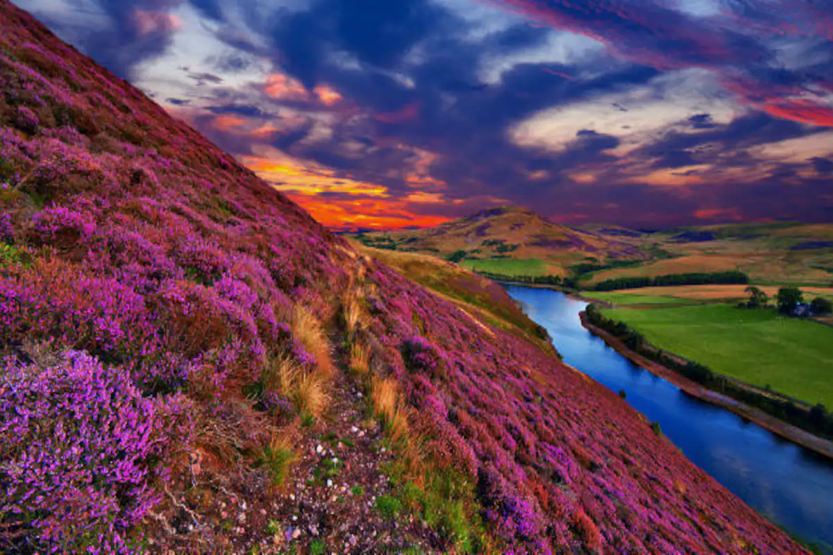 valley of flowers